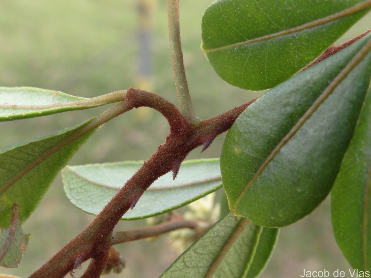 Zanthoxylum asiaticum (L.) Appelhans, Groppo & J.Wen